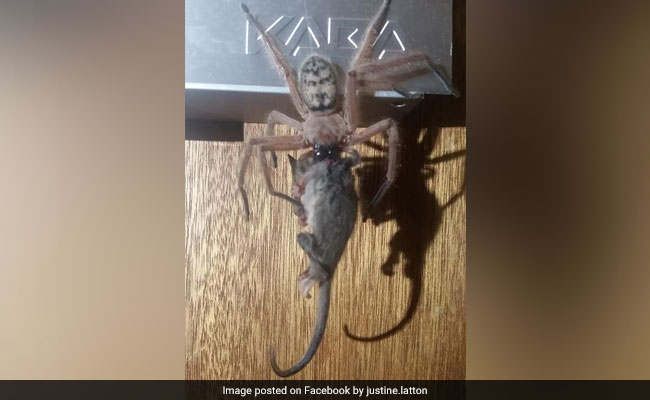 Huge Huntsman Spider Eats Possum In Front Of Horrified Hotel Guests