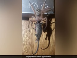 Huge Huntsman Spider Eats Possum In Front Of Horrified Hotel Guests Huge Huntsman Spider Eats Possum In Front Of Horrified Hotel Guests