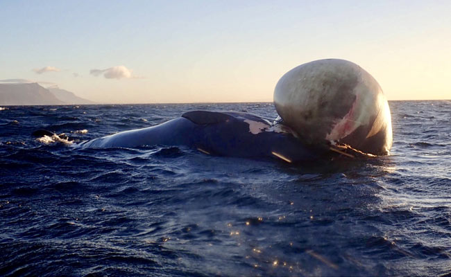 The Cruel, Unnecessary Death Of A Beautiful Whale Looks Like This