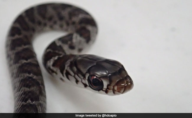 Snake Flies From Florida To Hawaii, Hiding In Passenger's Bag