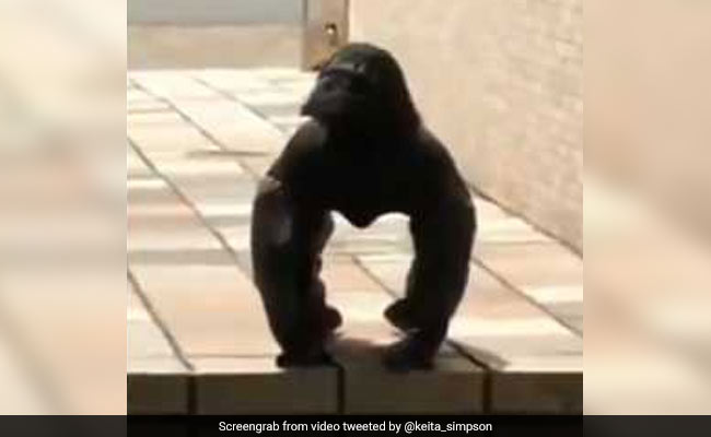 Crow Or Gorilla? Bizarre Video Has Netizens Confused