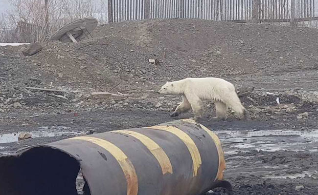 Watch: Exhausted Polar Bear Strays From Arctic Home, Seen In Russian City