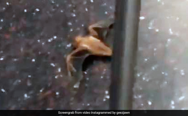 ट्रेन के अंदर अचानक आ गया चमगादड़, बचने के लिए कुछ छिपे तो किसी की निकली चीखें... देखें VIDEO