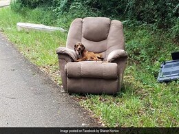 Heartbreaking Pics Show Puppy Dumped On Side Of Road With Chair, TV Heartbreaking Pics Show Puppy Dumped On Side Of Road With Chair, TV