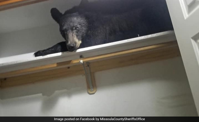 Viral: Black Bear Breaks Into Home, Takes A Nap In Closet