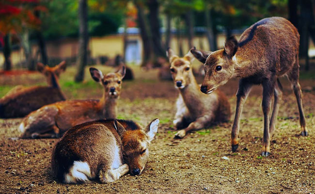12 Deer Found Dead In Chhattisgarh Forest, Water Poisoning Suspected