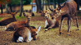 15 Deer Killed By Stray Dogs At Chhattisgarh Animal Rescue Centre