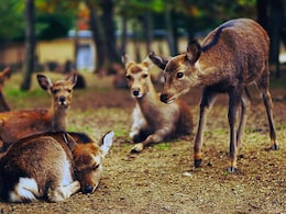 15 Deer Killed By Stray Dogs At Chhattisgarh Animal Rescue Centre