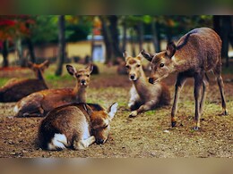 राजस्थान में बिजली का तार टूटने से हुआ बड़ा हादसा, आधा दर्जन से अधिक वन्यजीवों की हुई मौत