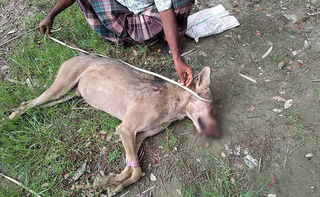 Rare Indian Grey Wolf Killed In Bangladesh After First Sighting In Decades