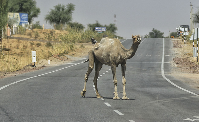 "Extreme" Weather Too Abnormal Even For Residents Of India's Hottest City