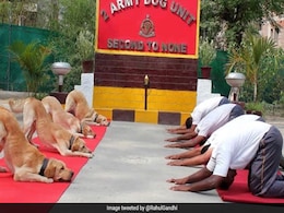 "New India" Tweets Rahul Gandhi With Dog Squad Yoga Pic, Amit Shah Hits Back "New India" Tweets Rahul Gandhi With Dog Squad Yoga Pic, Amit Shah Hits Back