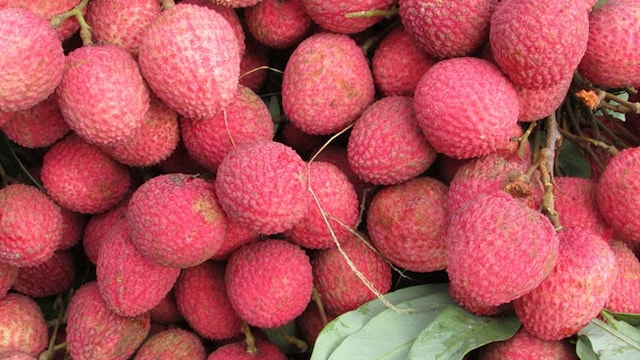 Litchi is very good for health and is rich in vitamin C, copper and multiple antioxidants