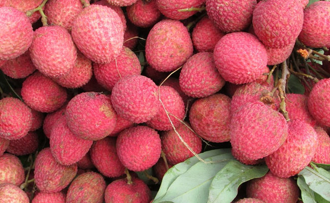 Litchi is very good for health and is rich in vitamin C, copper and multiple antioxidants