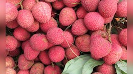 Disadvantage of Eating litchi:&nbsp;या लोकांनी चुकूनही लिची फळ खाऊ नये, भयंकर परिणाम होतील