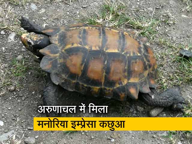 भारत में दुर्लभ प्रजाति के कछुए को देखा गया