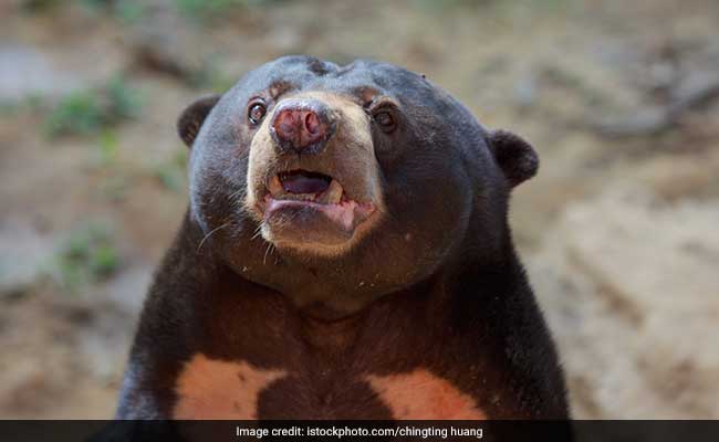 Sloth Bear Cub Rescued, Reunited With Mother In Maharshtra