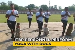 On International Yoga Day, ITBP Personnel Perform Yoga With Dogs, Horses On International Yoga Day, ITBP Personnel Perform Yoga With Dogs, Horses