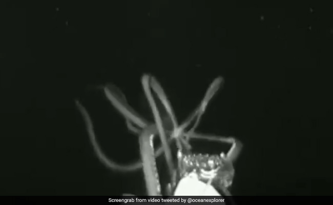 In Pitch Black Waters, Scientists Capture Historic Video Of Giant Squid