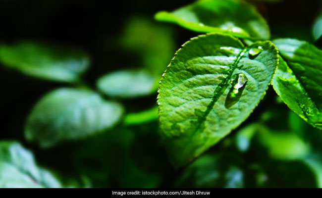 Detox Your Skin With These 7 Amazing Green Tea Toners