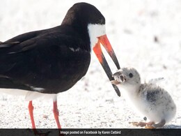 Heartbreaking Pics Show Bird Feeding Cigarette To Baby Chick Heartbreaking Pics Show Bird Feeding Cigarette To Baby Chick
