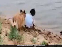 नदी किनारे खड़ी थी लड़की तभी उसके डॉगी ने किया कुछ ऐसा...सेलेब्रिटी शेफ ने शेयर किया Video नदी किनारे खड़ी थी लड़की तभी उसके डॉगी ने किया कुछ ऐसा...सेलेब्रिटी शेफ ने शेयर किया Video