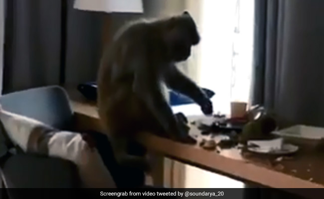 "Thug Life," Says Soundarya Sharma For Monkey That Entered Her Room