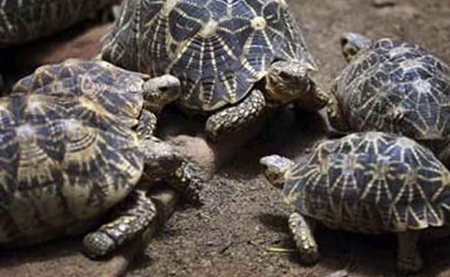 834 Star Tortoises, Meant For Smuggling To Bangladesh, Seized In Kolkata