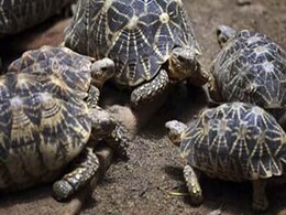 834 Star Tortoises, Meant For Smuggling To Bangladesh, Seized In Kolkata 834 Star Tortoises, Meant For Smuggling To Bangladesh, Seized In Kolkata
