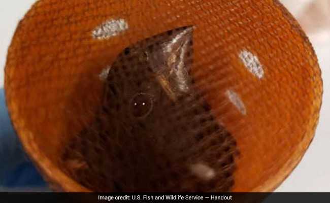 34 Singing Birds, Stuffed Into Hair Rollers, Found At New York Airport