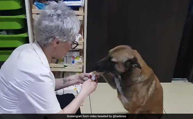 Injured Stray Dog Enters Pharmacy For Help. Viral Video Melts Hearts