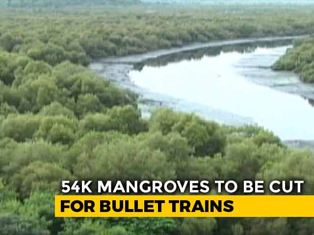 Thousands Of Mangroves To Be Affected By Bullet Train Project