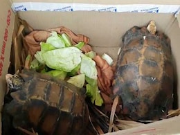 Found In Jungles Of Arunachal: A Rare Species Never Seen In India Before Found In Jungles Of Arunachal: A Rare Species Never Seen In India Before