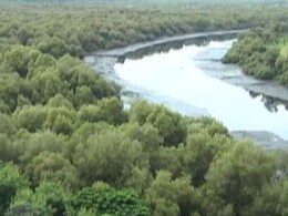 Bullet Train Station In Thane To Be Reworked To Save Mangroves: Authority Bullet Train Station In Thane To Be Reworked To Save Mangroves: Authority