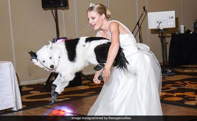 This Bride's Dance With Her Dog On Her Wedding Is All Kinds Of Wonderful