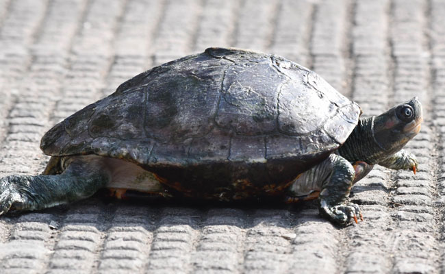 Woman Seen Jabbing At Sea Turtle Nest With Wooden Stake Lands In Jail