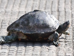 Woman Seen Jabbing At Sea Turtle Nest With Wooden Stake Lands In Jail Woman Seen Jabbing At Sea Turtle Nest With Wooden Stake Lands In Jail