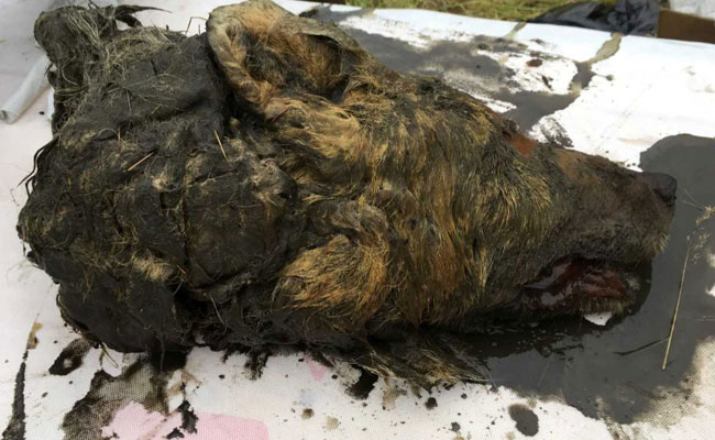 32,000-Year-Old Adult Wolf's Head Found In Russian Arctic