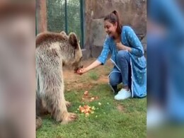 सिंघम की एक्ट्रेस ने बर्थडे पर भालू को फल और मगरमच्छ को खिलाया मीट, शेरों संग लगाई दौड़- देखें Video सिंघम की एक्ट्रेस ने बर्थडे पर भालू को फल और मगरमच्छ को खिलाया मीट, शेरों संग लगाई दौड़- देखें Video