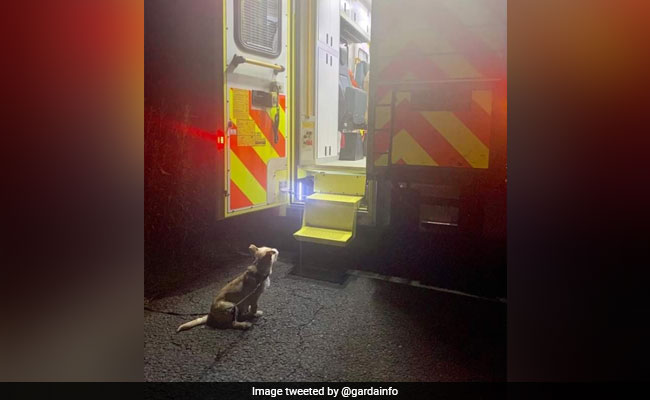 Loyal Pup Saves Owner After He Falls Into Ditch, Leads Cops To Him