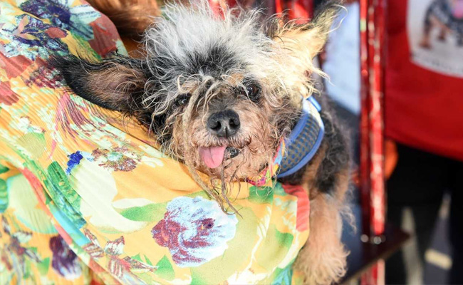 Meet The Winner Of This Year's 'World's Ugliest Dog Contest'