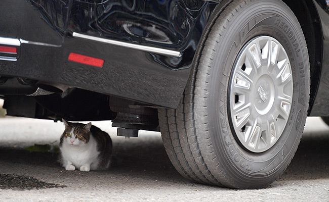 Larry The Cat Takes Shelter Under Trump's Limo, Refuses To Move