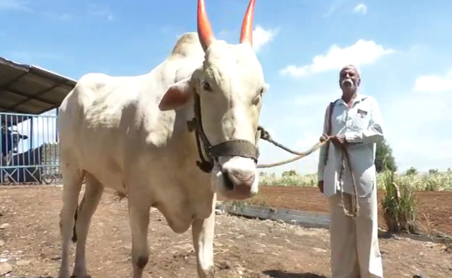बड़ा खास है सांगली का यह बैल, अकेले ही घर से डेरी तक दूध पहुंचाकर आ जाता है वापस