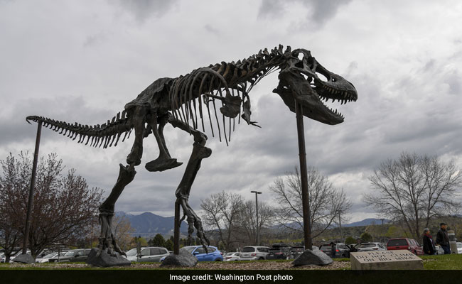 It Only Took 66 Million Years, But A T-Rex Is Finally Making Its US Debut