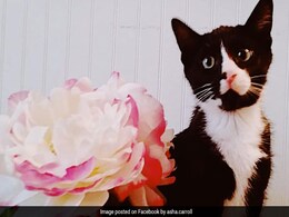 चलती हुई वाशिंग मशीन में आधे घंटे तक फंसी रही बिल्ली, अस्पताल में लड़ रही जिंदगी-मौत की जंग, दुनिया भर से पहुंच रही मदद चलती हुई वाशिंग मशीन में आधे घंटे तक फंसी रही बिल्ली, अस्पताल में लड़ रही जिंदगी-मौत की जंग, दुनिया भर से पहुंच रही मदद