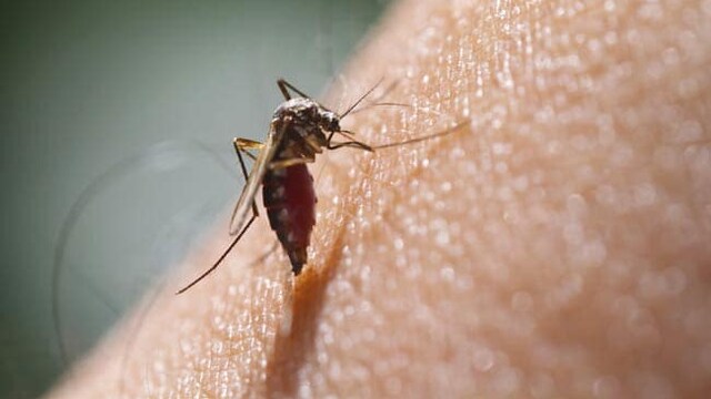 Dengue fever remedies: Dengue fever symptoms can be controlled with some simple remedies