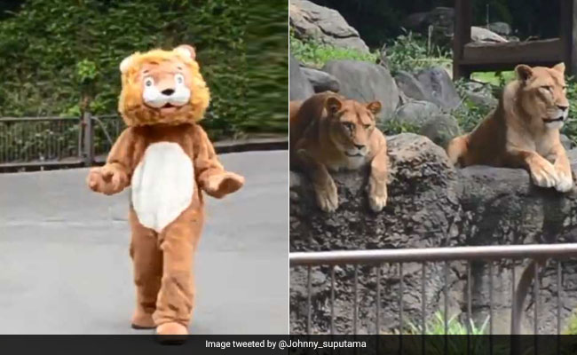 Japan Zoo Lions Had Priceless Reaction To Hilarious Escaped Lion Drill Japan Zoo Lions Had Priceless Reaction To Hilarious Escaped Lion Drill