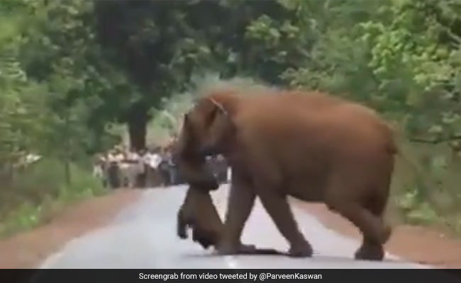 Viral Video Of Indian Elephants' "Funeral Procession" For Calf