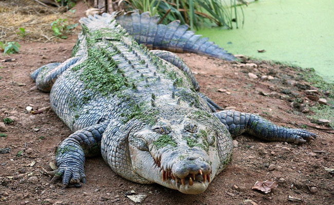 Man Mauled By Crocodile In Gujarat, Body Found After Hours Of Search