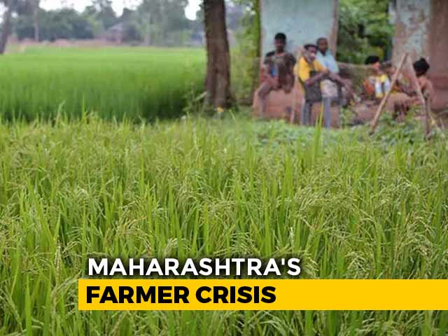 Maharashtra Grapples With Farmer Suicides
